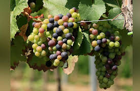 The Everyday Guide to Wine: Winemaking: From Vineyard to Harvest