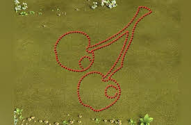 Boom & Reds: Cherries