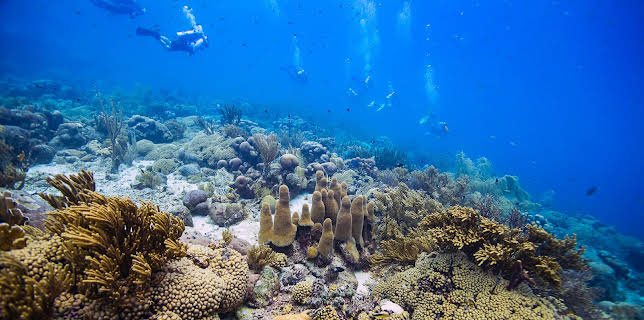 06:30: planet e.: Die Korallengärtnerinnen von Curaçao | ZDFinfo | 12/21 2025