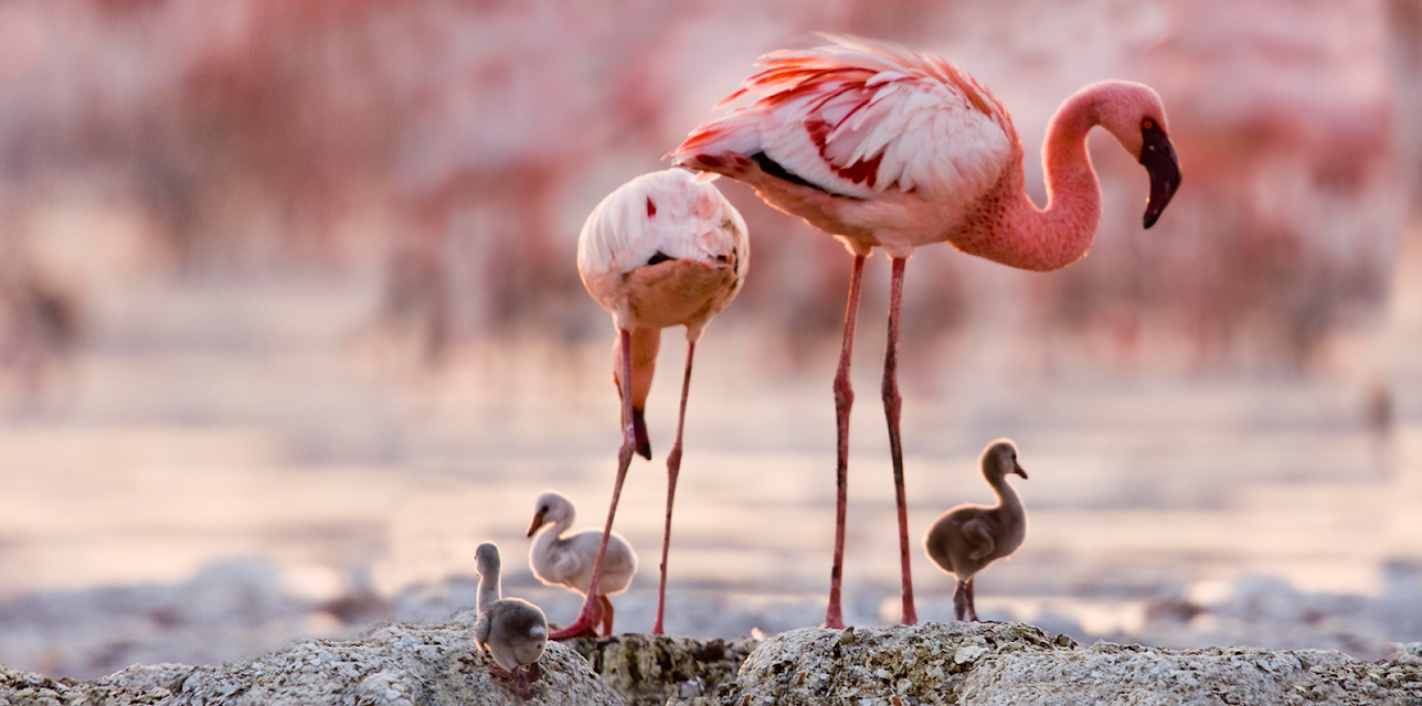 Disneynature Crimson Wing (2008)