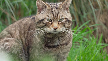 10:00 PM: Wildcats: Cait ann an Cunnart (S1 E1) (S1) | BBC Alba | 1/20 2026