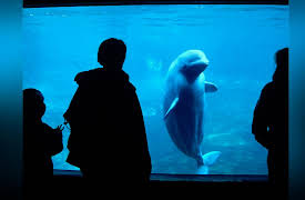 Life in the World's Oceans: The Charismatic Megavertebrates