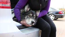 Der Super-Doc - Einsatz für 4 Pfoten