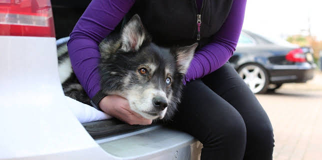 19:15: Der Super-Doc - Einsatz für 4 Pfoten | Sixx | 3/15 2026