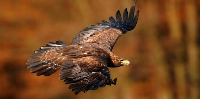 21:00: Adler - Superstars der Lüfte | ARD Alpha | 12/23 2025