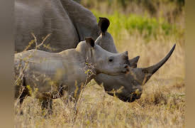 Africa's Wild Horizons: Swaziland