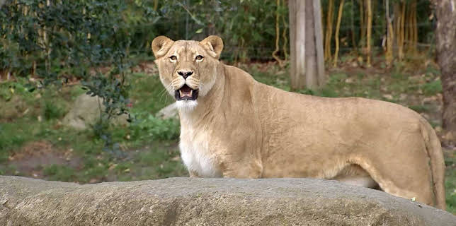 02:40: Elefant, Tiger & Co. (550) | MDR Fernsehen | 3/18 2026