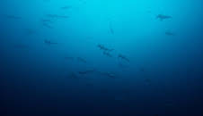 Big Pacific (2/4)