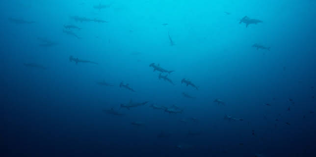 08:25: Big Pacific | ZDFinfo | 11/9 2025