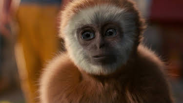 08:10: Monky - Kleiner Affe, großer Trost | MDR Fernsehen | 4/11 2026