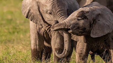 10:00: Reinas del mundo salvaje: Diminutas reinas de la selva | Nat Geo Wild | 8/27 2025