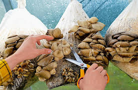 5-Minute Crafts: Easy And Natural Planting Hacks for a Gardener