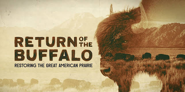 Return of the Buffalo Restoring the Great American Prairie (2022)
