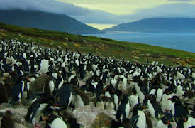 Wildest: Islands: Falkland Islands Penguin Paradise