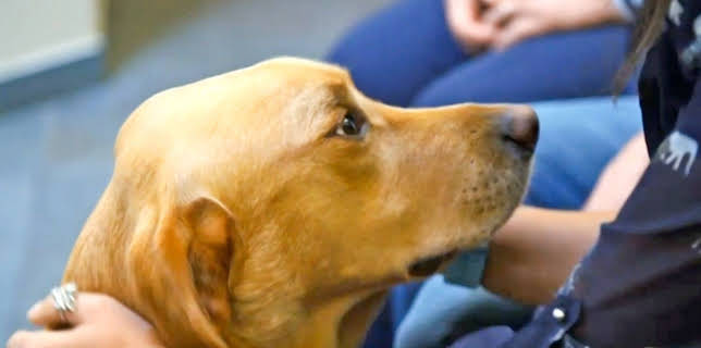 17:20: Der Super-Doc - Einsatz für 4 Pfoten | Sixx | 12/21 2025