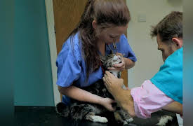 It's A Vet's Life: Episode 1