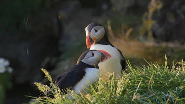 06:45: Islands Papageitaucher - Geliebt und gefährdet | 3SAT | 4/3 2026