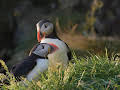 Islands Papageitaucher - Geliebt und gefährdet