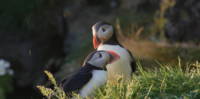 13:20: Islands Papageitaucher - Geliebt und gefährdet | 3SAT | 11/27 2025