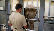 Seelöwe & Co. - tierisch beliebt (27)