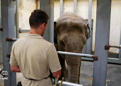 Seelöwe & Co. - tierisch beliebt (27)