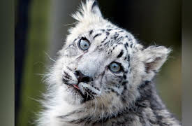 Snow Leopards Of Leafy London: Episode 4