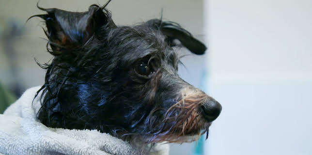 16:25: Hundehuset: Tiddles | NRK 2 | 2/24 2026