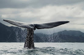 South Pacific: Endless Blue