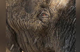 Africa's Wild Wonders: The Magnificent Seven