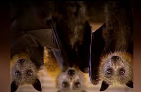 Doomsday Caught On Camera, Season 1: A Tornado of Bats and More