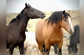 Mustangs - Living Legends: Talking With the Horses