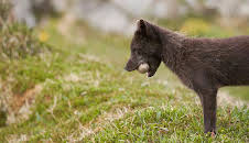 Grandes Documentales Nacidos De La Tormenta