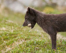 Documental  Nacidos De La Tormenta