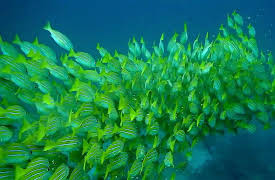 Venuso na Terra: Space