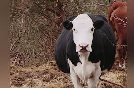 Anthony Bourdain: A Cook's Tour: The BBQ Triangle