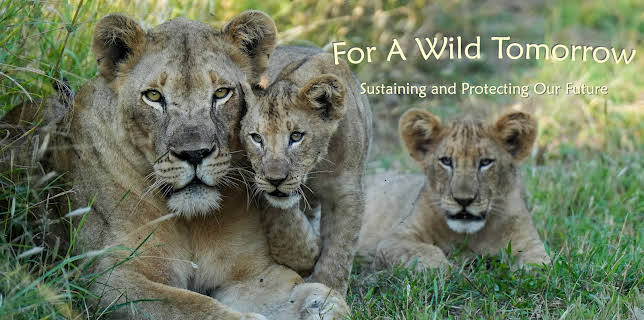 For A Wild Tomorrow (2024)