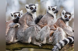 Zoology: Understanding the Animal World: Primate Mammals: Diverse Forest Dwellers