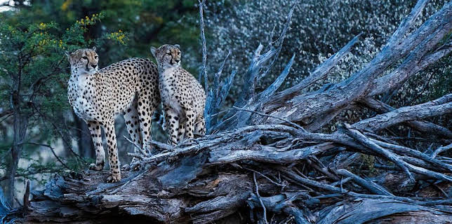 6:00 PM: Cheetah Family & Me (S1 E2) (S1) | BBC Two | 1/17 2026