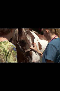 23:25: El increíble doctor Pol: Una montaña de casos gatunos | Nat Geo Wild | 3/28 2026