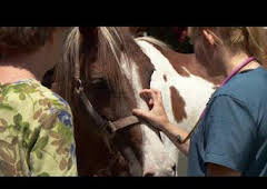 El increíble doctor Pol: Una montaña de casos gatunos