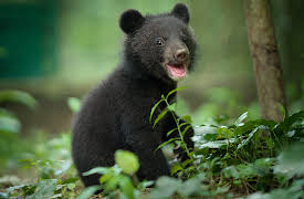 Born to be Wild: The Moon Bear Cub