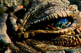 Wildest Africa: Lake Turkana Land of the Crocodile