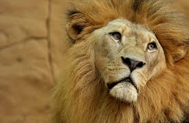 Animal DNA: Feral Felines