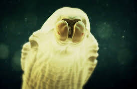 Monsters Inside Me: They Hijacked My Eyeball