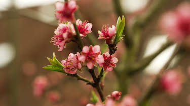 08:30: MDR Garten | MDR Fernsehen | 4/26 2026
