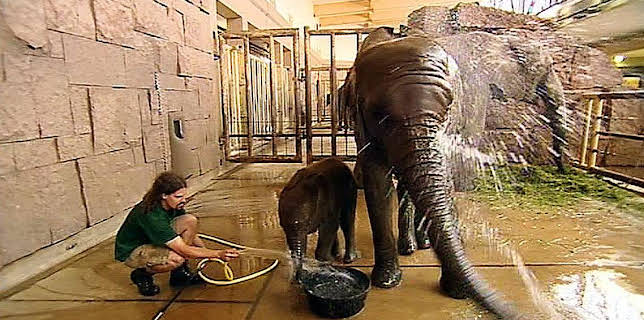 17:05: Panda, Gorilla & Co. (71) | RBB Fernsehen | 2/13 2026