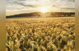 The Industrial Revolution: The Agricultural Revolution