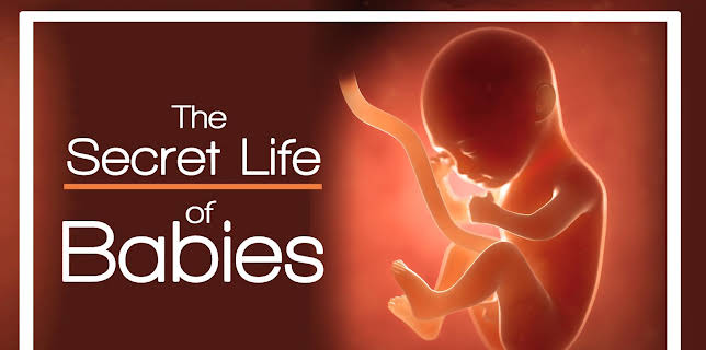 The Secret Life of Babies (2005)