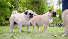 Die Tierärzte - Retter mit Herz