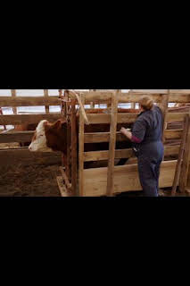 22:45: El increíble doctor Pol: Navidades bovinas | Nat Geo Wild | 1/28 2026